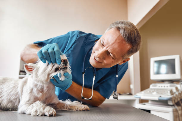 Best Emergency Root Canal Treatment in Russiaville, IN